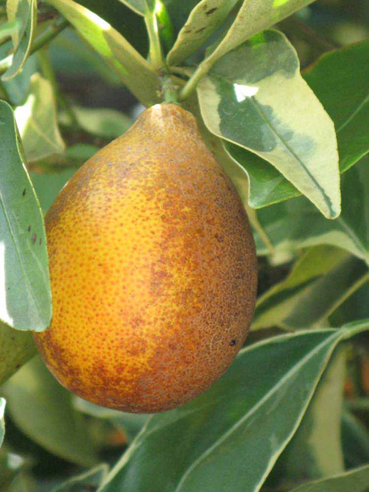              Fruit (Winter Haven, FL)       